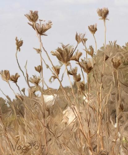 יבש כמו הנגב